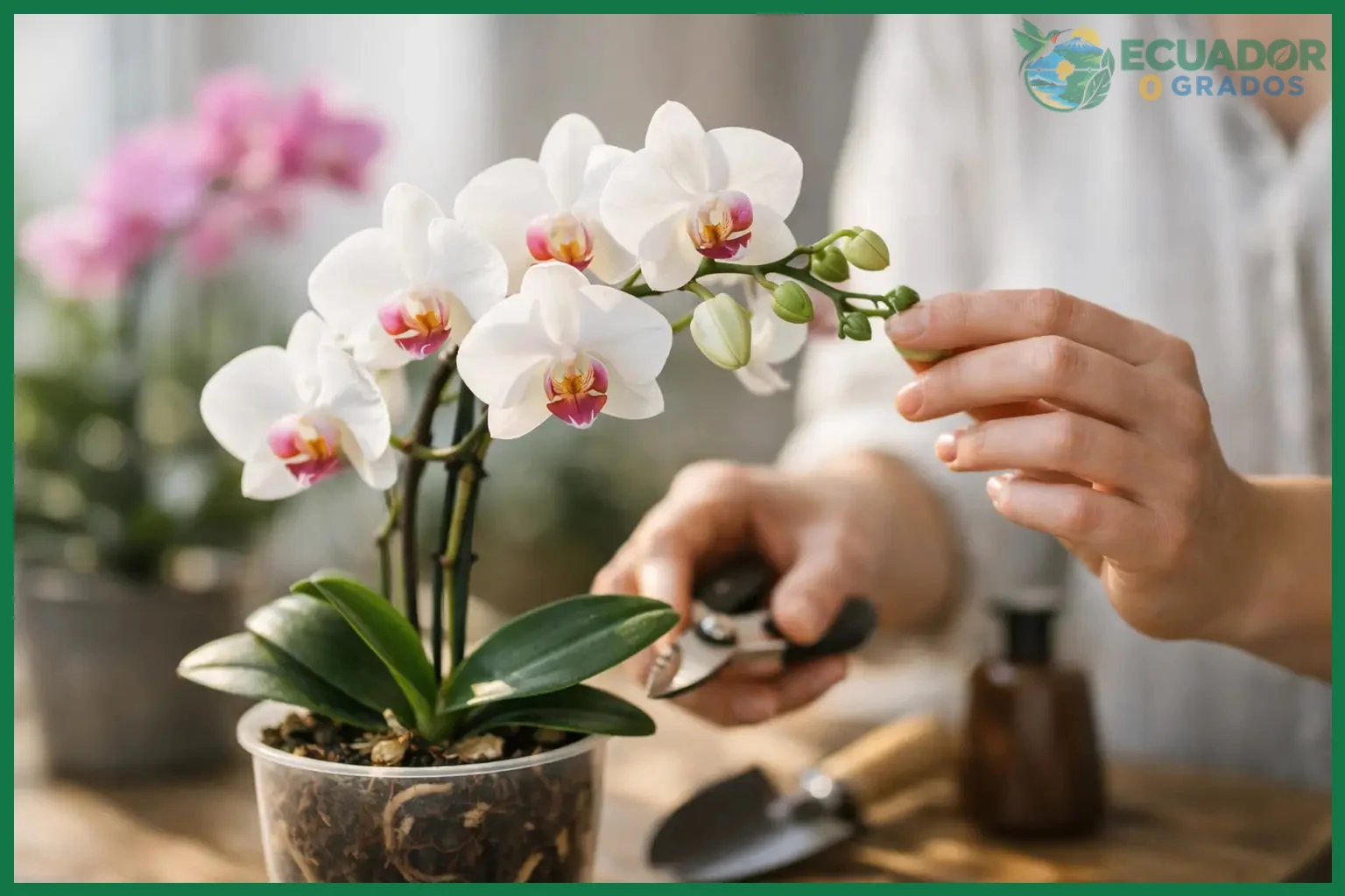 Observar el estado de la planta antes de estimular la vara floral