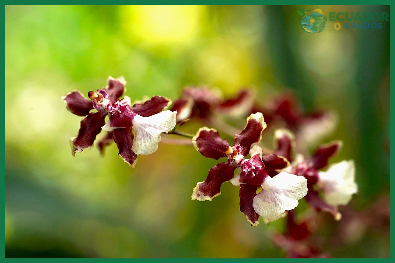 Oncidium 'Sharry Baby'