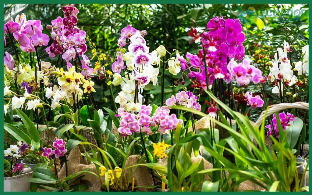 ¿ORCHID Cultivation?