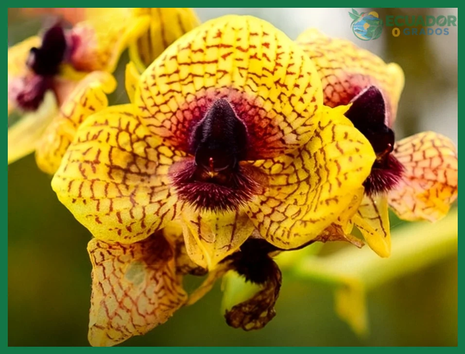 ¿Orquídea de Galápagos?