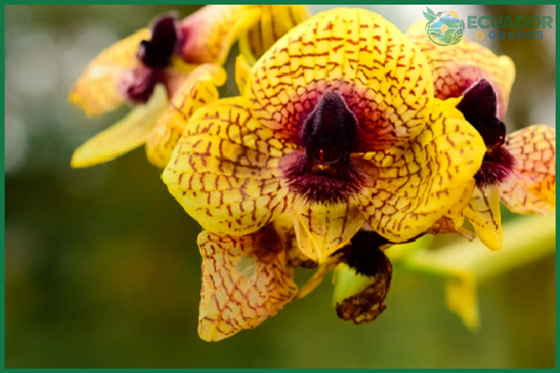 Orquídeas de Galápagos especies únicas