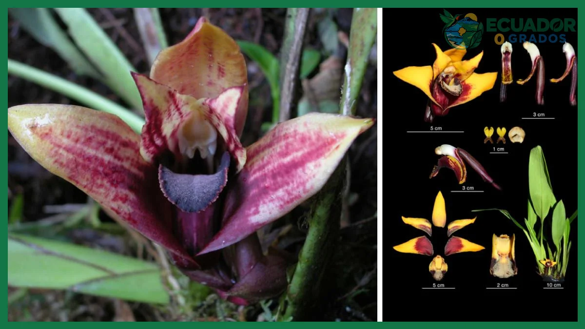 Orquídeas en peligro de extinción en Ecuador