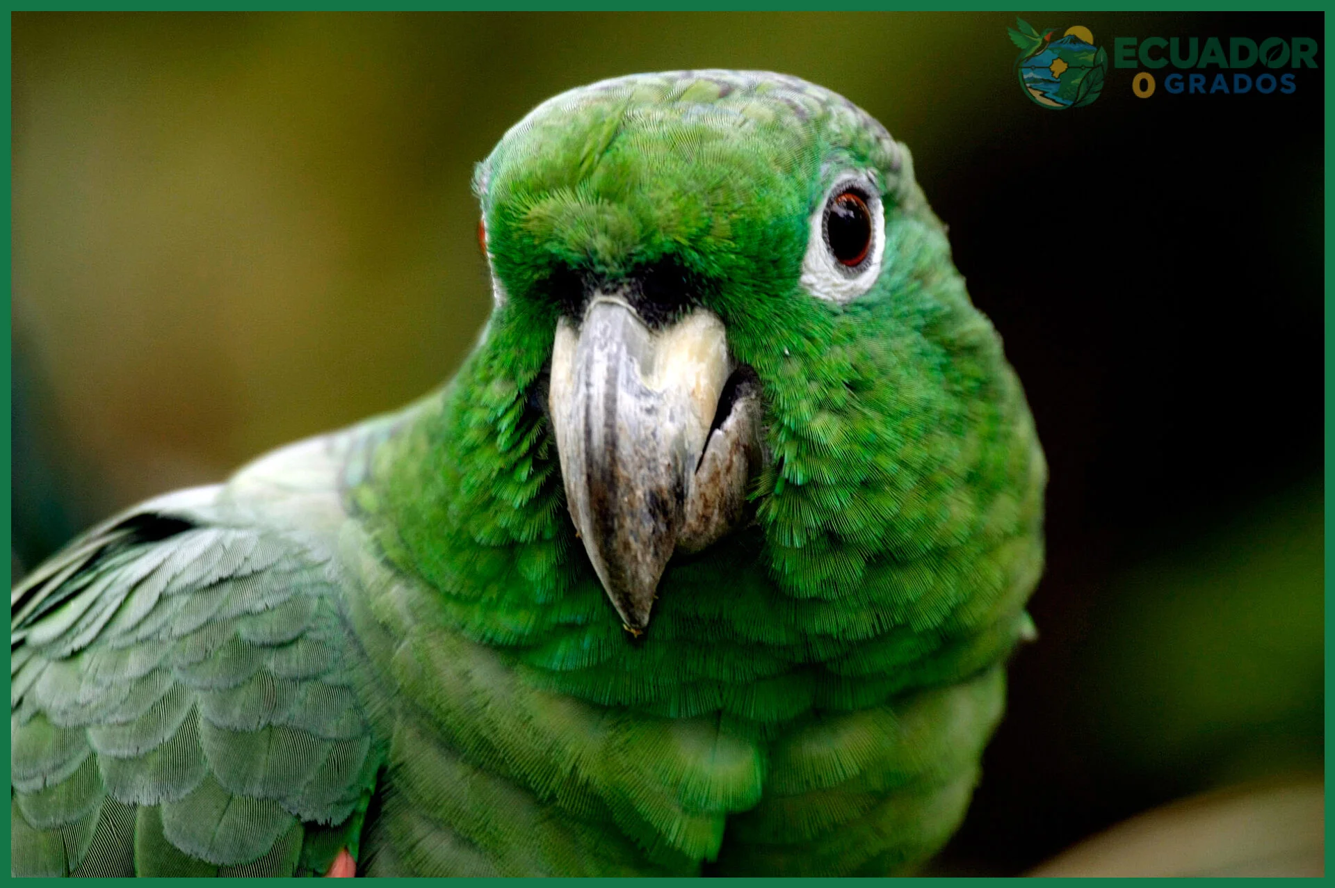 Papel ecológico de las aves amazónicas y especies en peligro de extinción