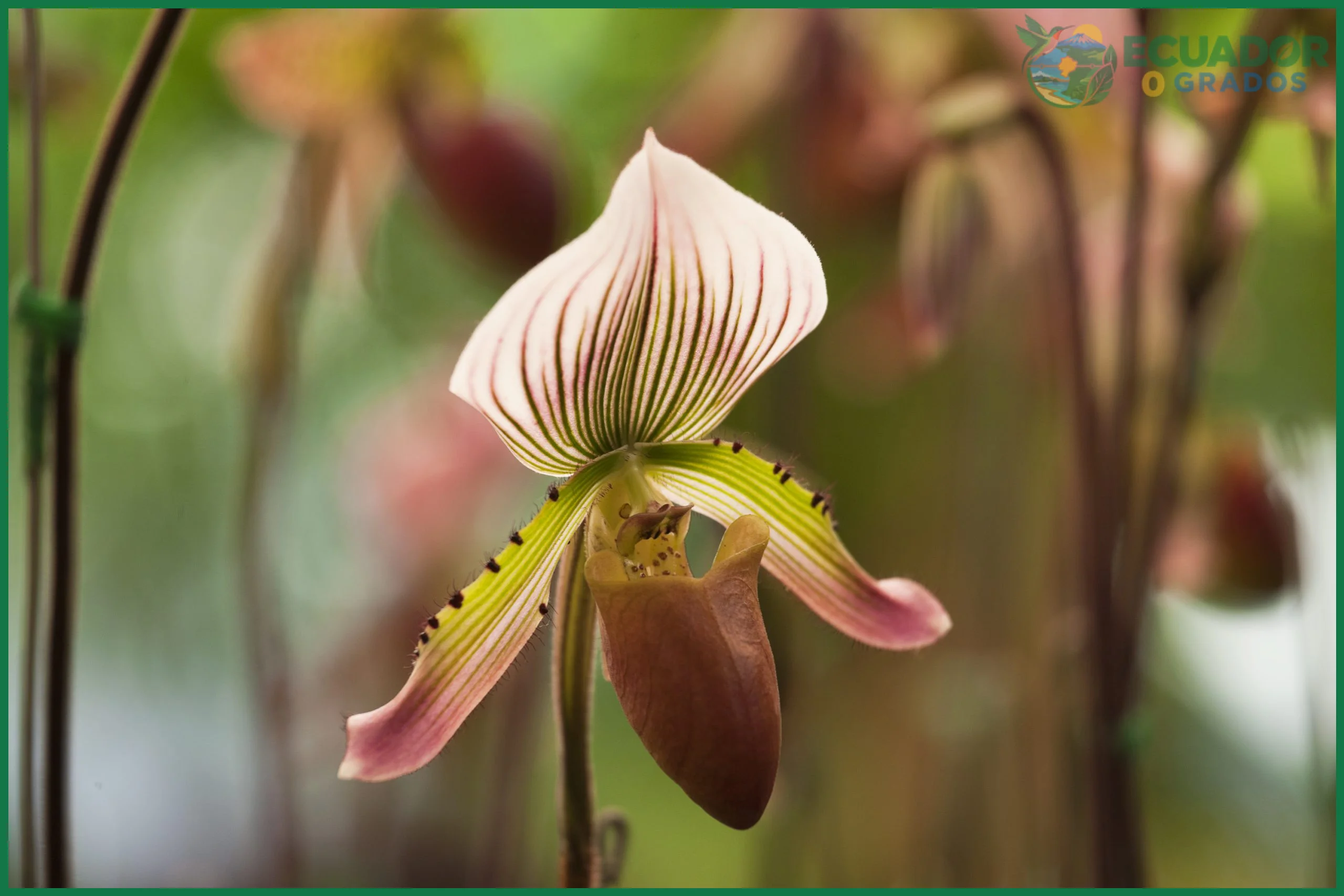 Paphiopedilum insigne