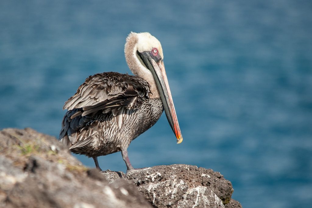 Parque Nacional Galápagos