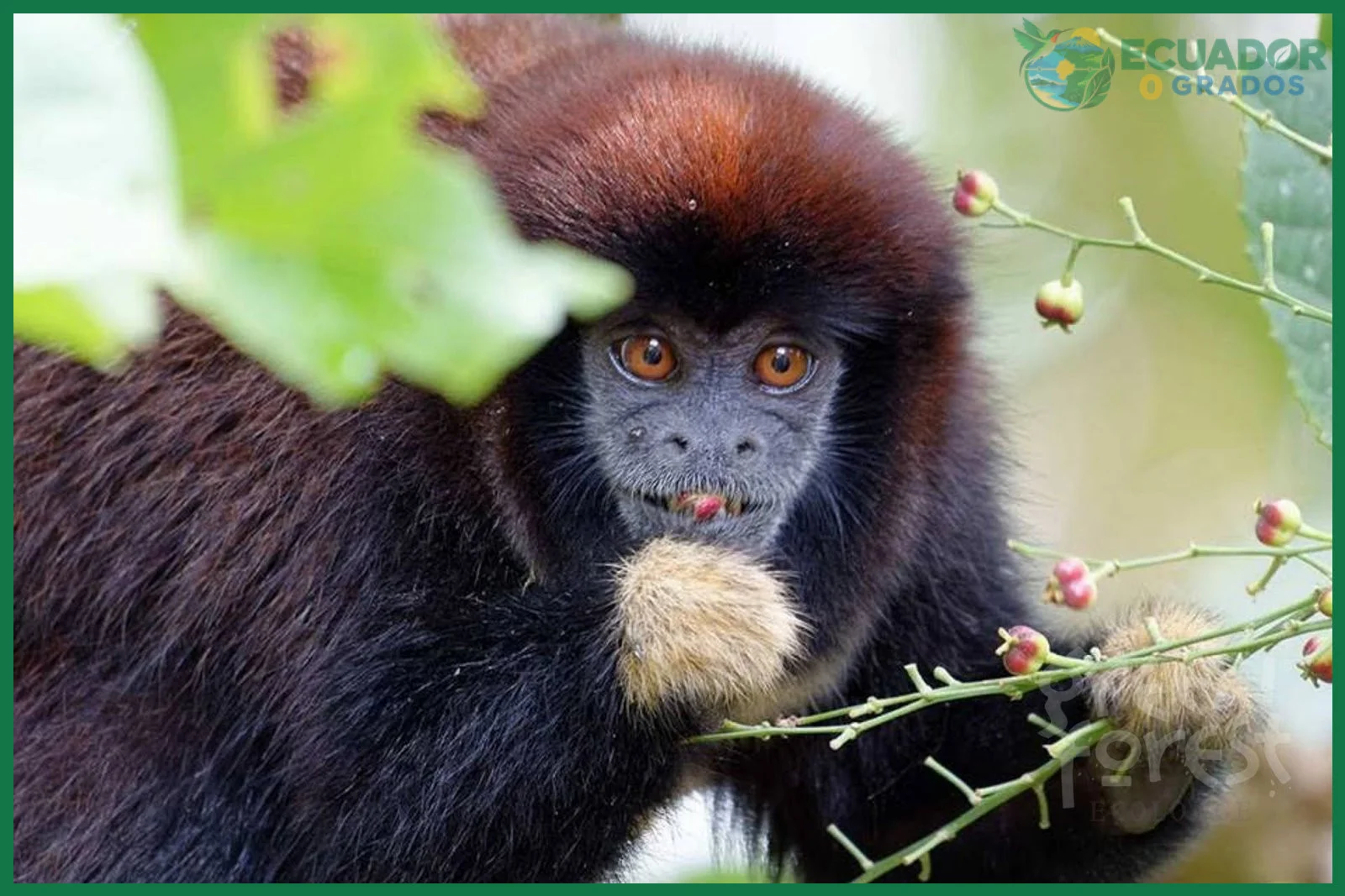 Parque Nacional Yasuní como lugar para observar monos ecuatorianos