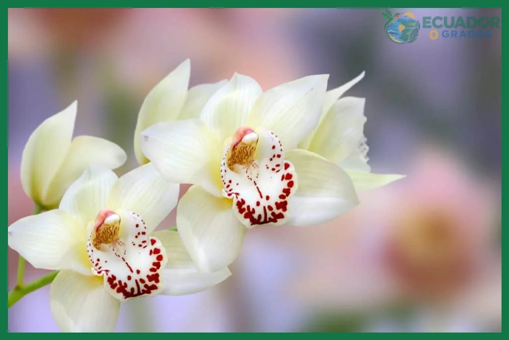 Paso 1 — Ajustar la luz para activar la floración de la orquídea
