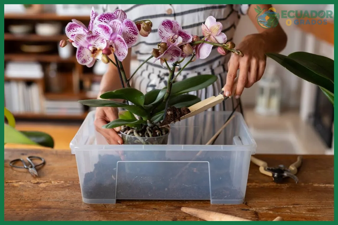 Paso 1 — Colocar la orquídea en una zona con luz suave e indirecta