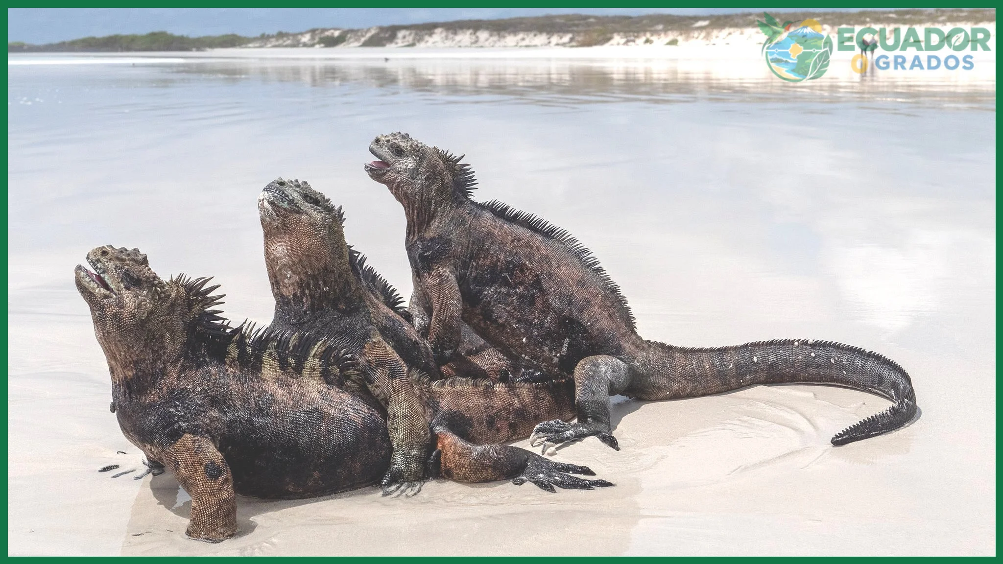 Paso 1 — Colonización de las islas Galápagos por especies continentales