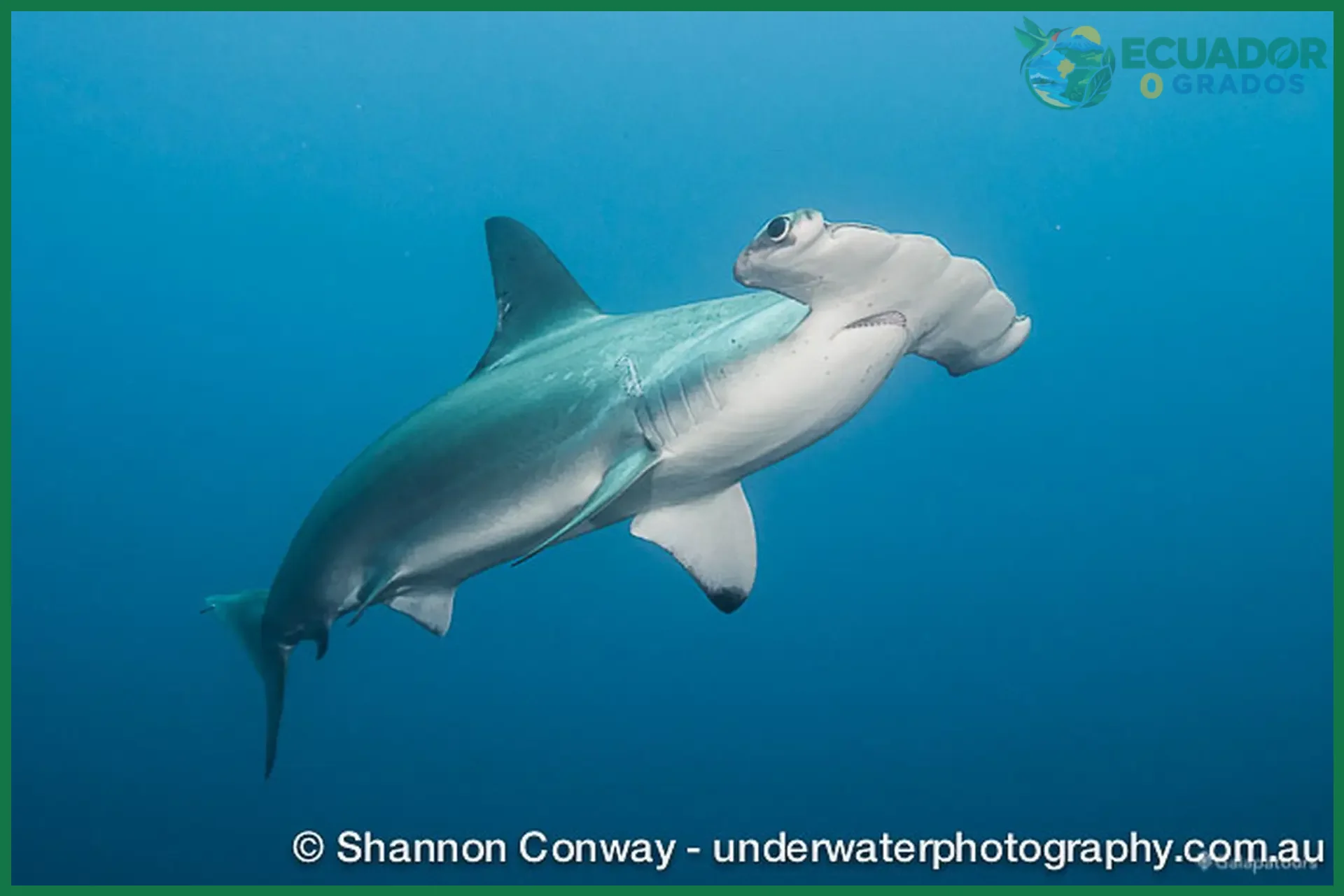 Paso 1 — Elegir el crucero de buceo hacia Darwin y Wolf para nadar con tiburones
