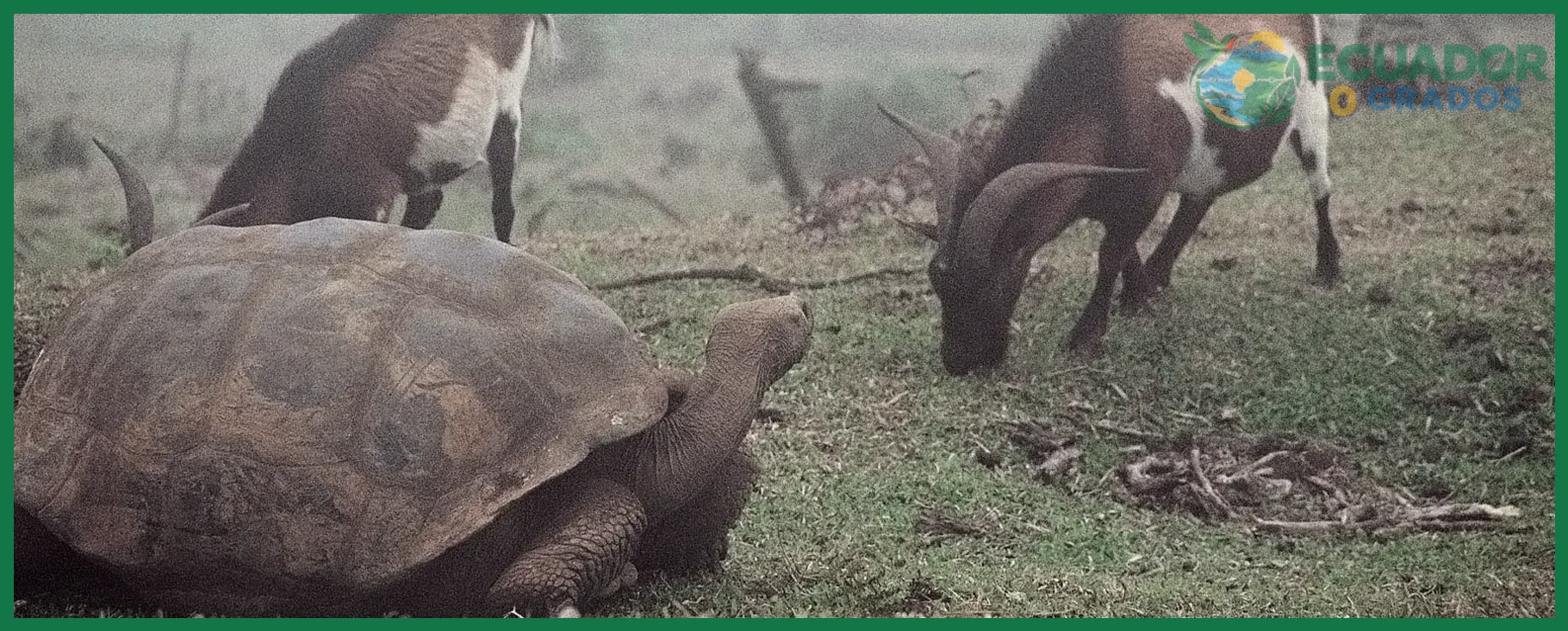 Paso 1 — Evitar la introducción de especies invasoras en Galápagos