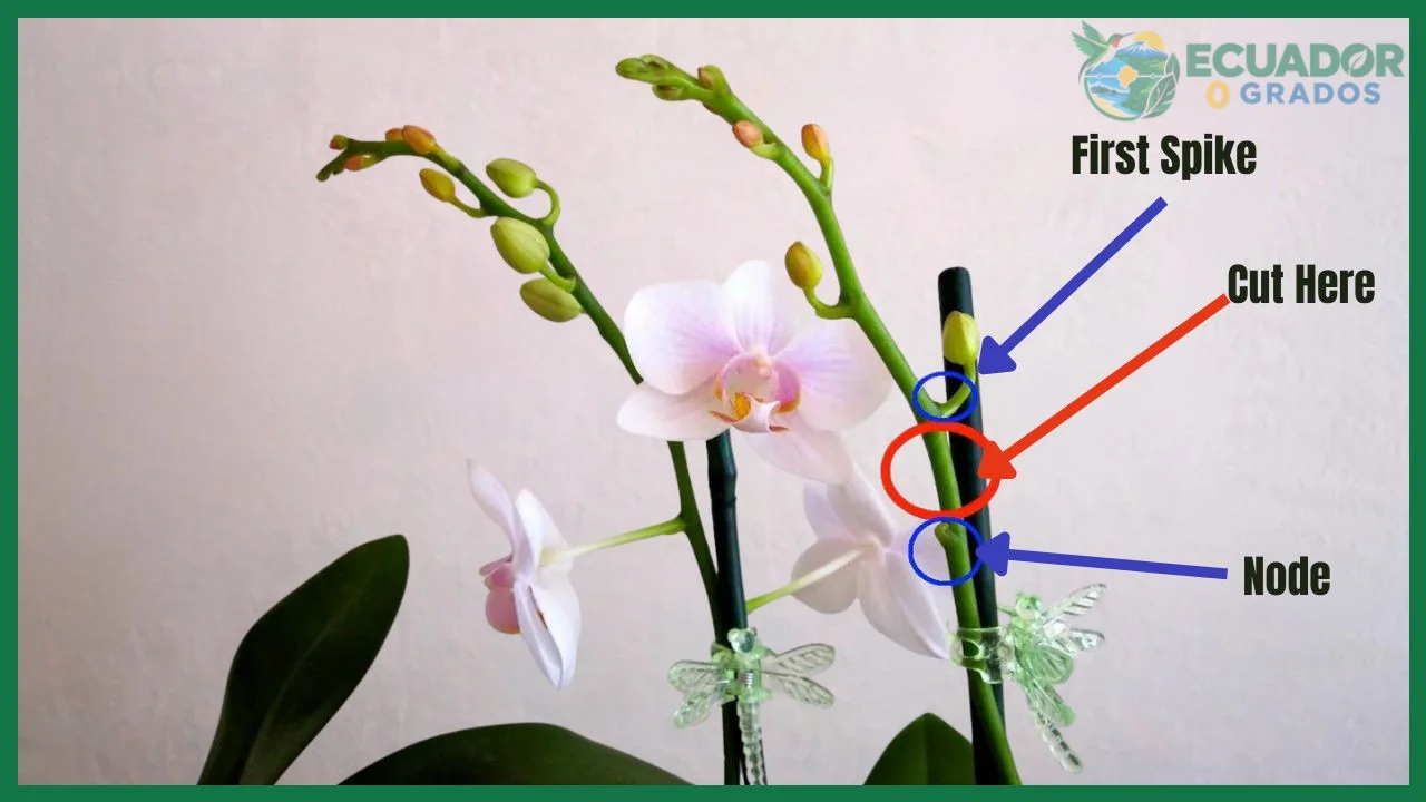 Paso 1 — Identificar el tipo de poda según la parte de la orquídea a cortar