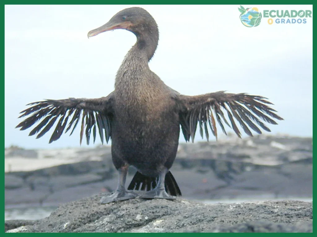 ¿Phalacrocorax harrisi?