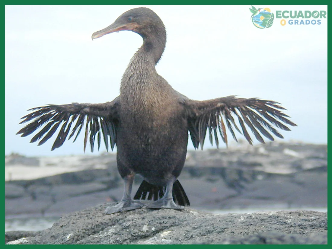 Phalacrocorax harrisi: el nombre científico del cormorán no volador de Galápagos