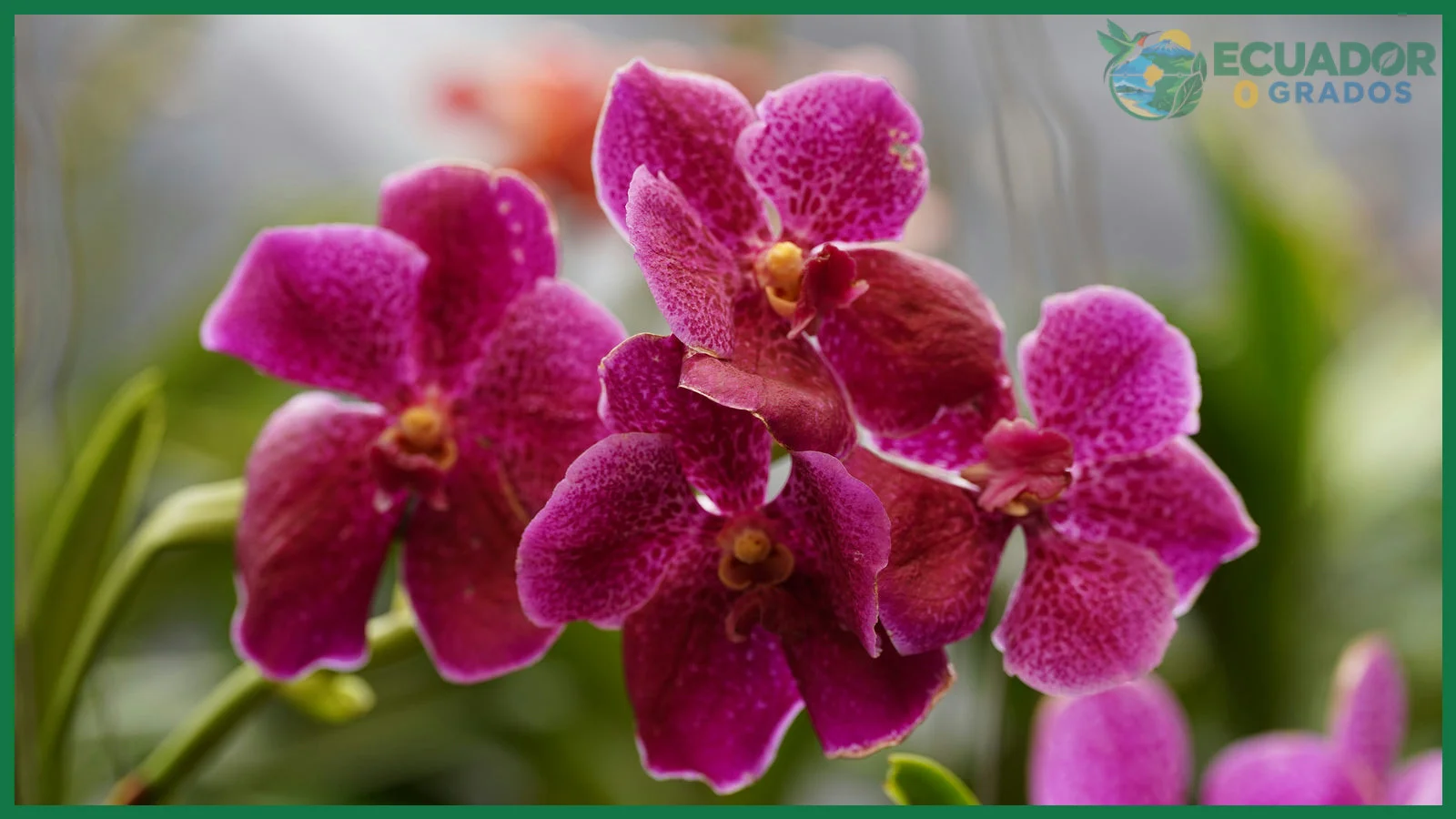 Phalaenopsis