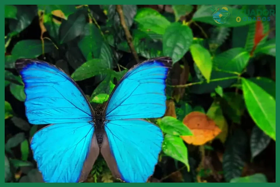 Plantas hospederas y estadios de vida para identificar mariposas del Ecuador
