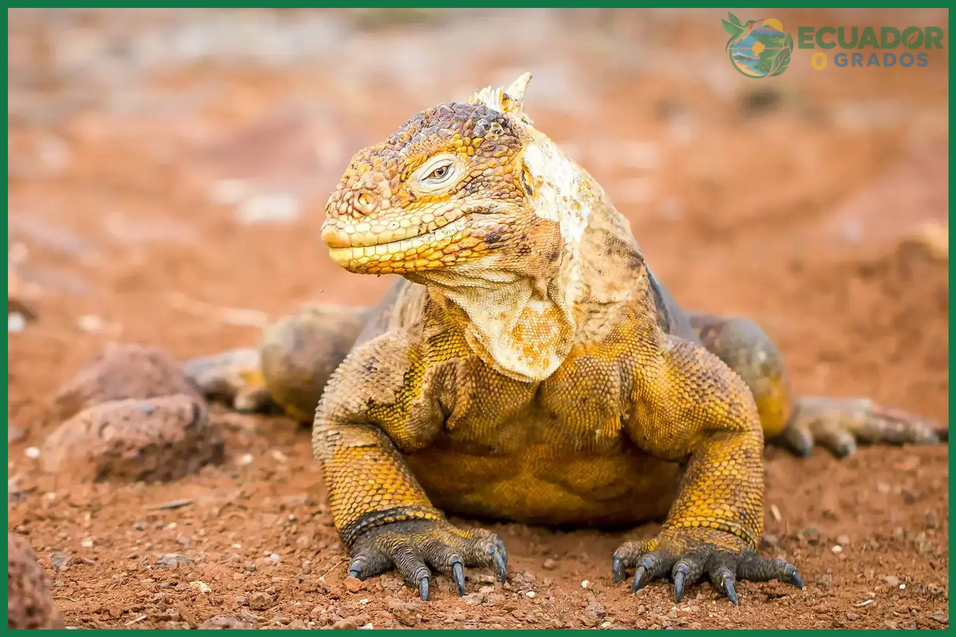 Por qué el 90% de los reptiles de Galápagos son endémicos y únicos de las islas