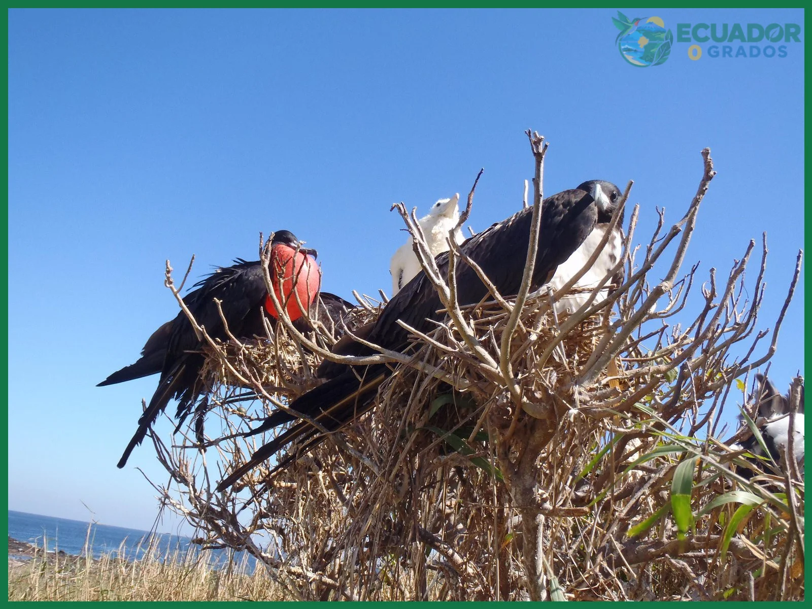 Por qué el Ecuador tiene tantas aves endémicas