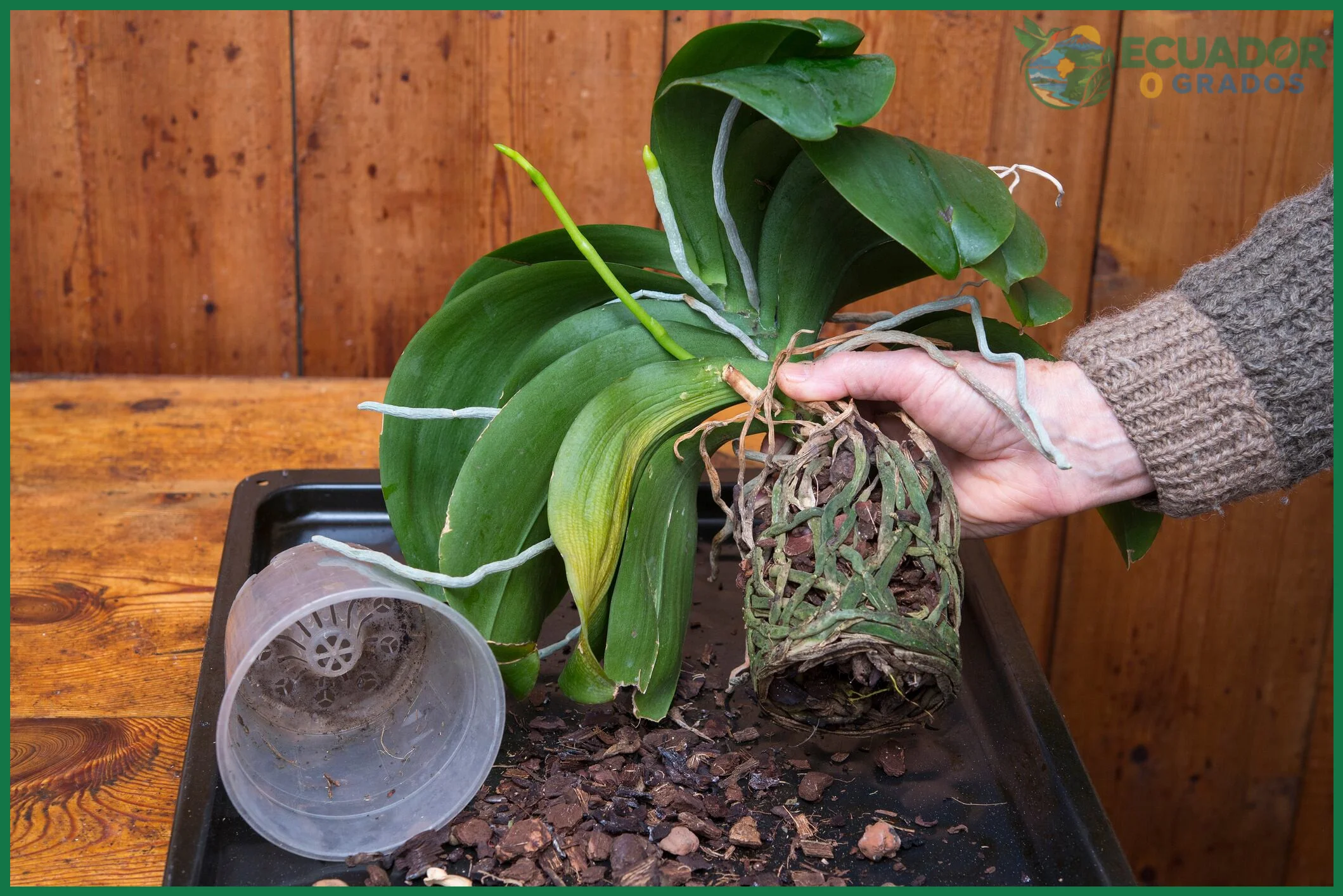 Por qué el verano es el mejor momento para trasplantar una orquídea