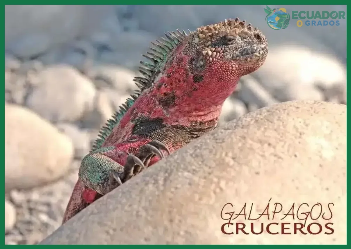 Por qué Galápagos tiene animales únicos en el mundo