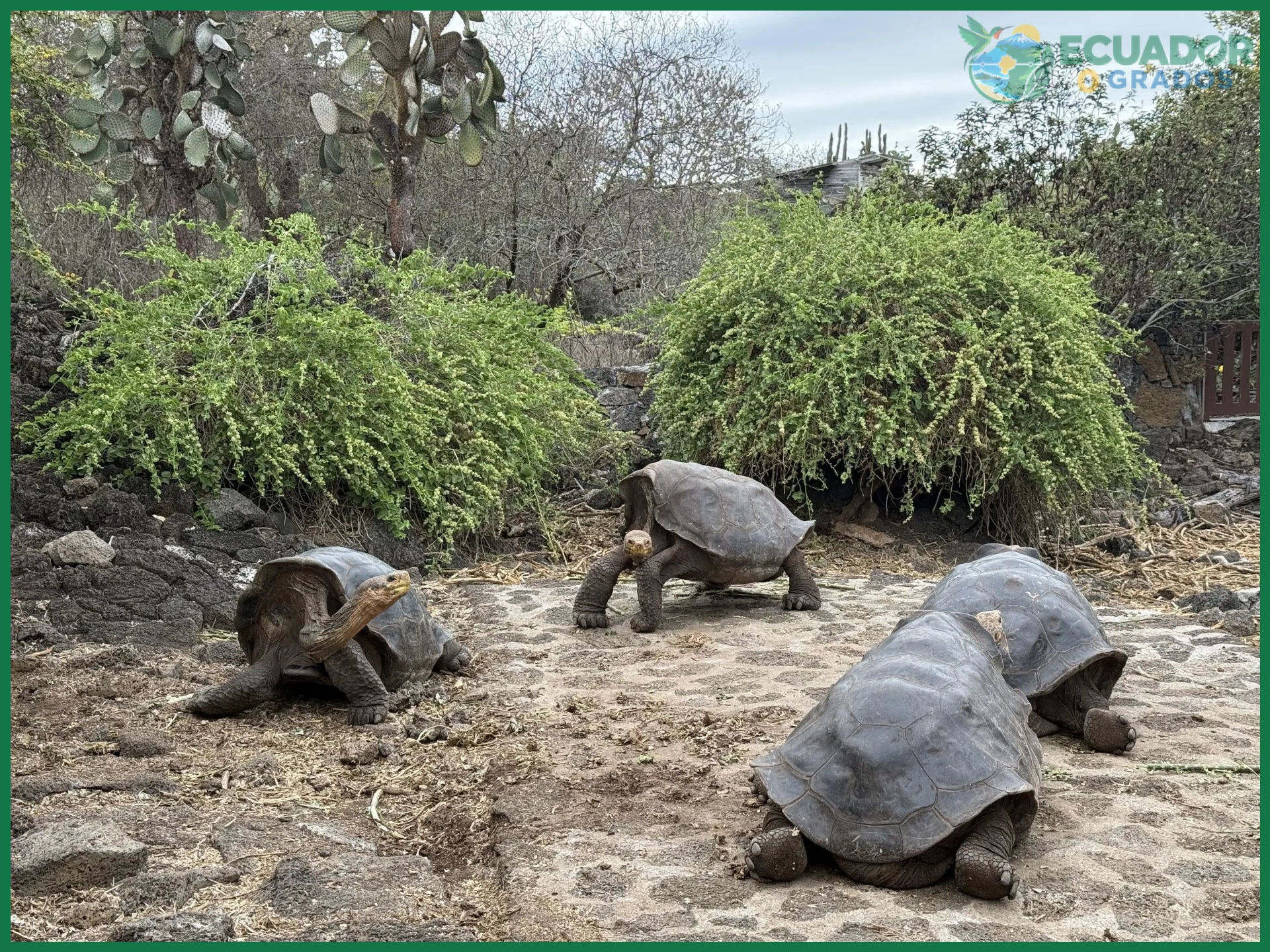 Por qué Galápagos tiene animales únicos en el mundo