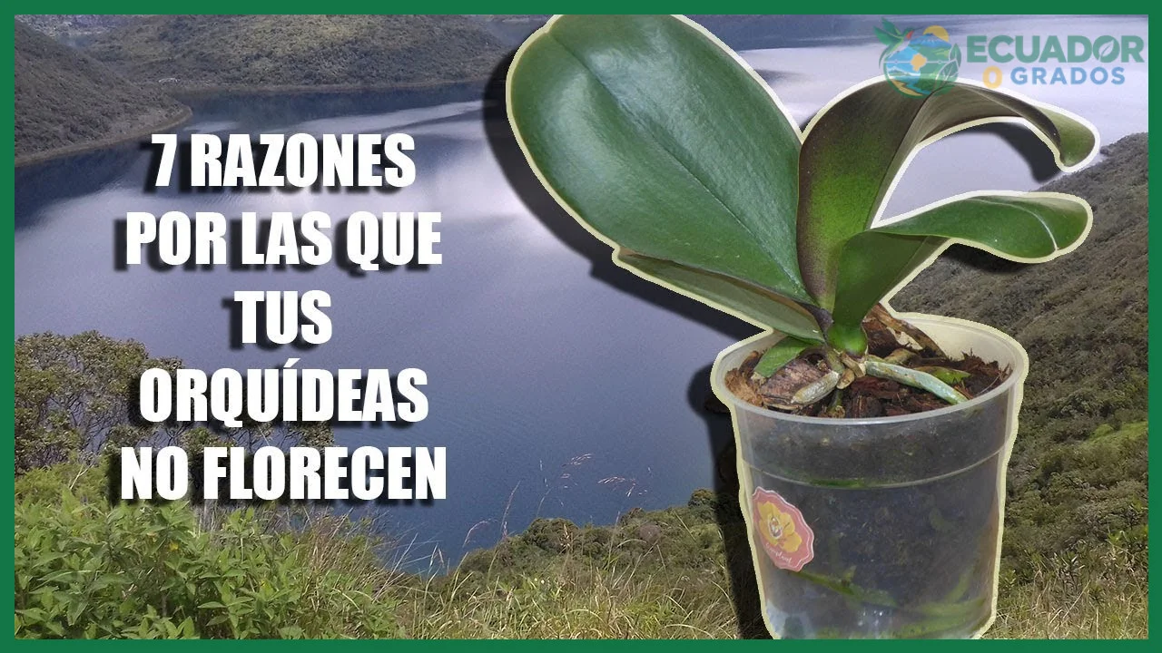 Por qué no florece mi orquídea