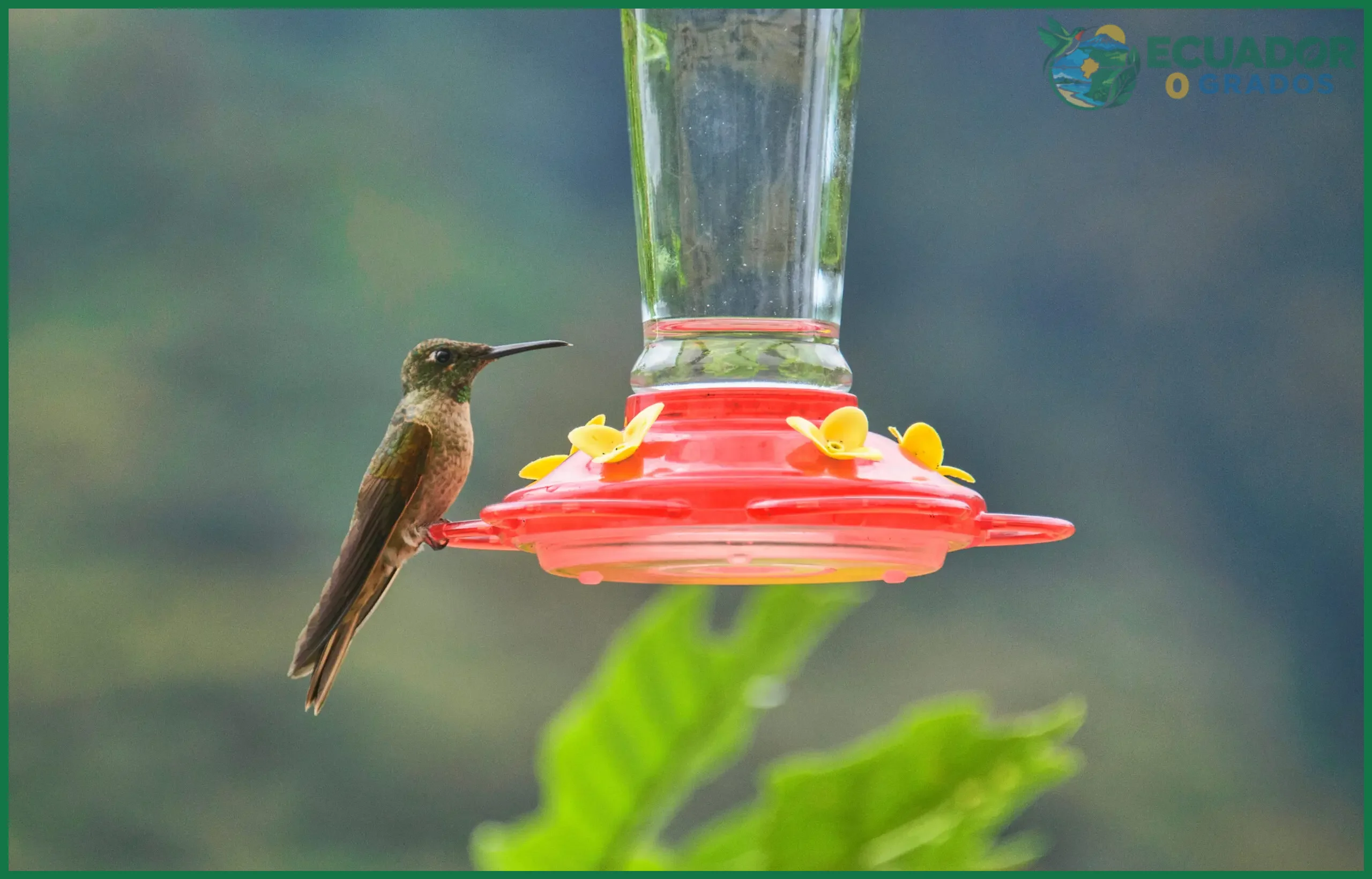 Porcentaje que representan las 132 especies de colibríes de Ecuador