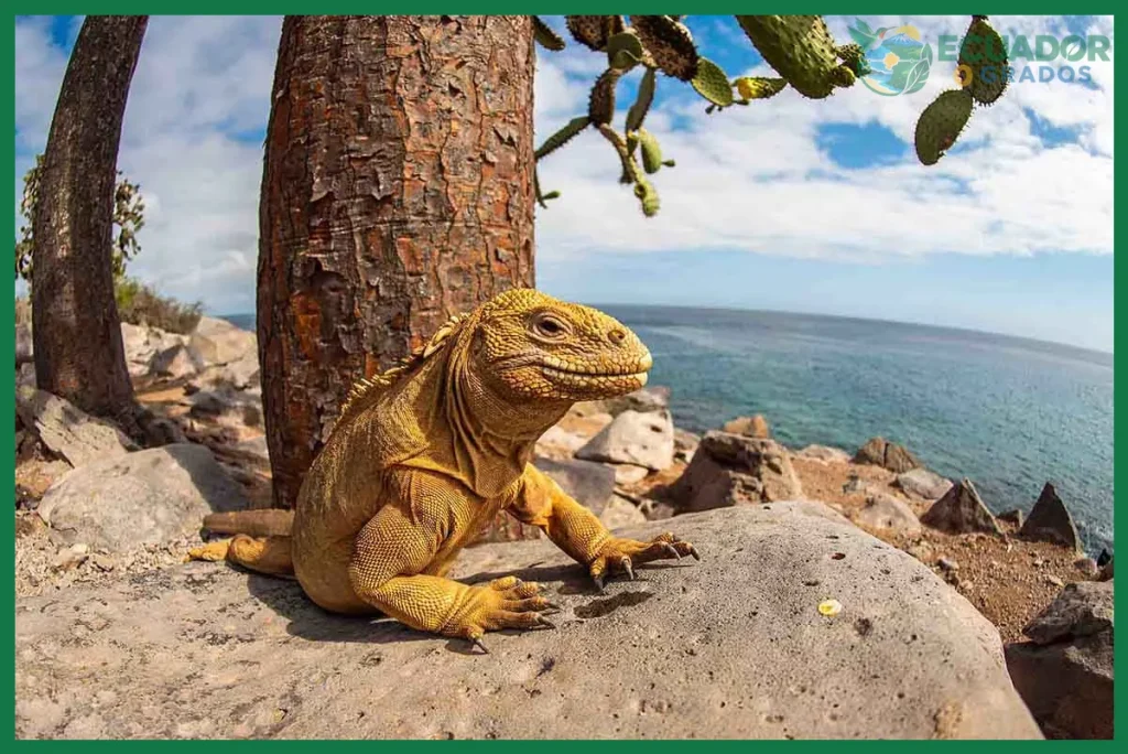 ¿Principales especies endémicas de Galápagos?
