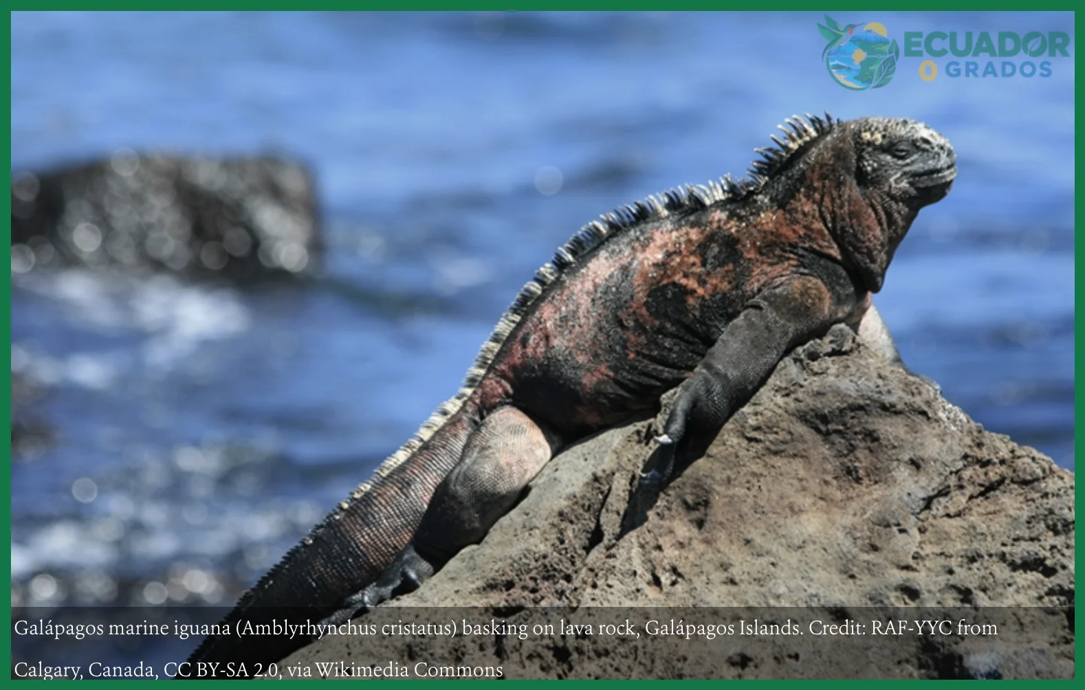 Protección de las tortugas gigantes de Galápagos y su papel en el ecosistema