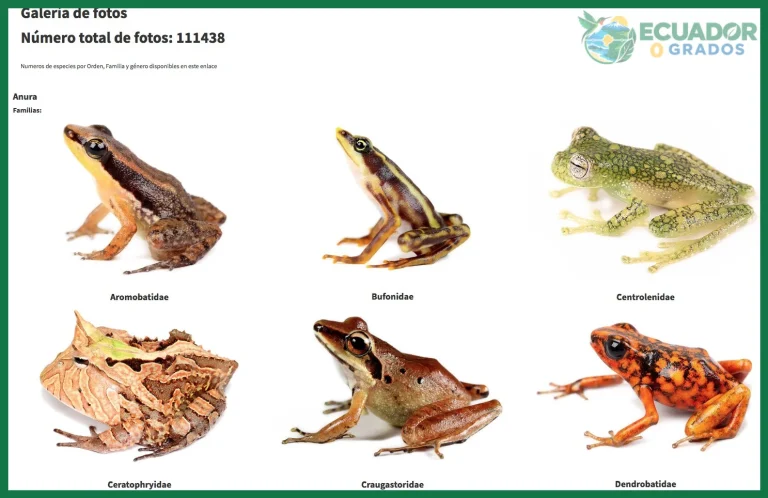 Qué anfibios endémicos habitan en los Andes del Ecuador