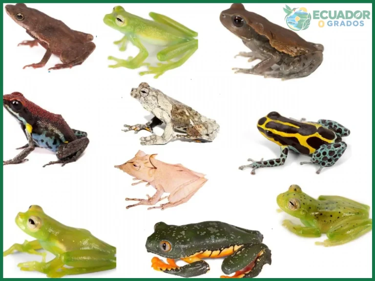 Qué anfibios únicos viven en la Amazonía del Ecuador