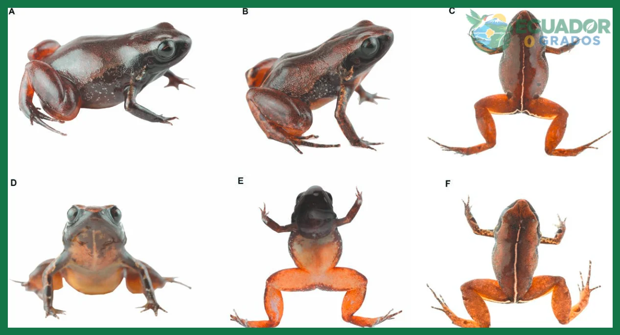 Qué anfibios únicos viven en la Amazonía del Ecuador