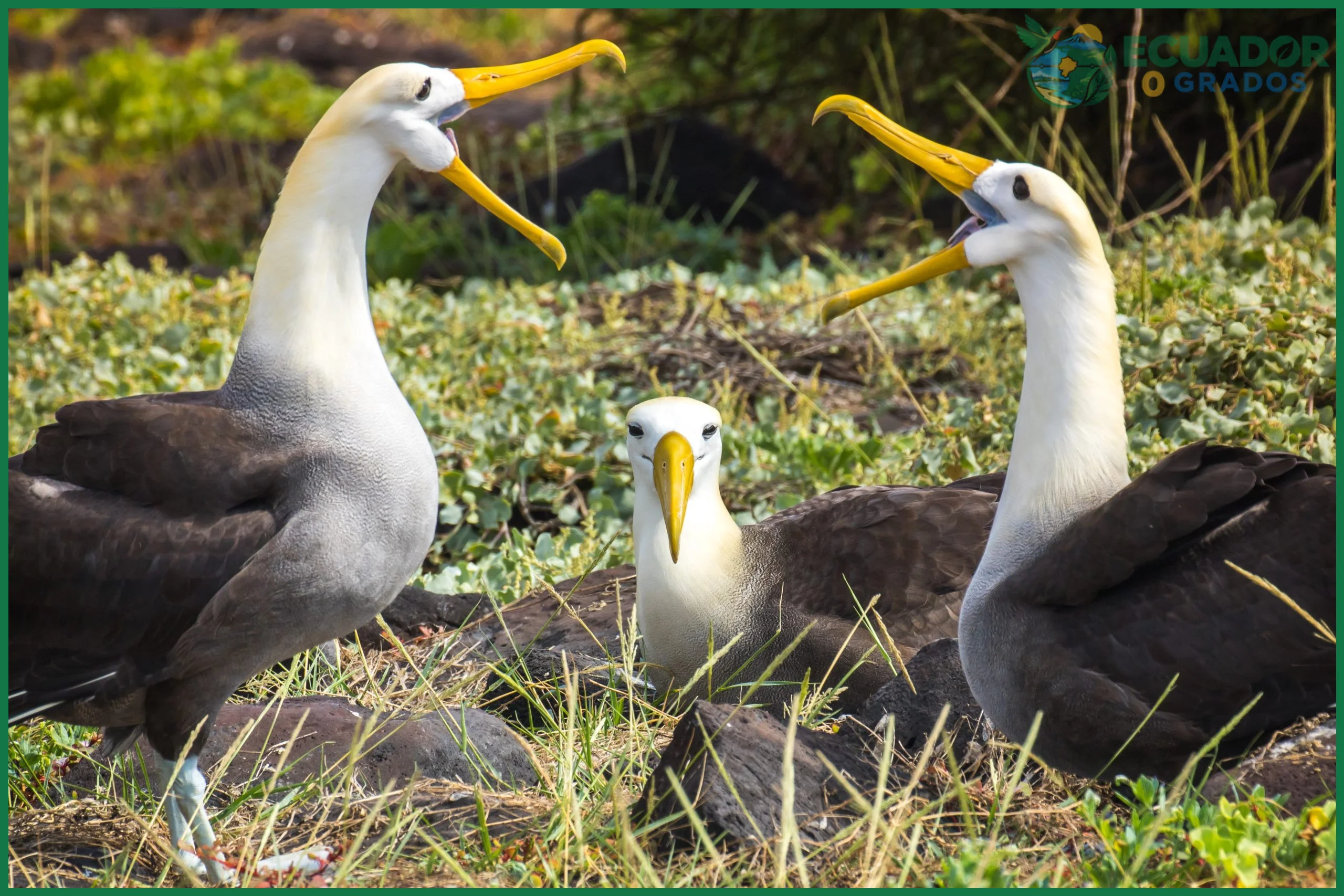 Qué animales están en peligro de extinción en Galápagos