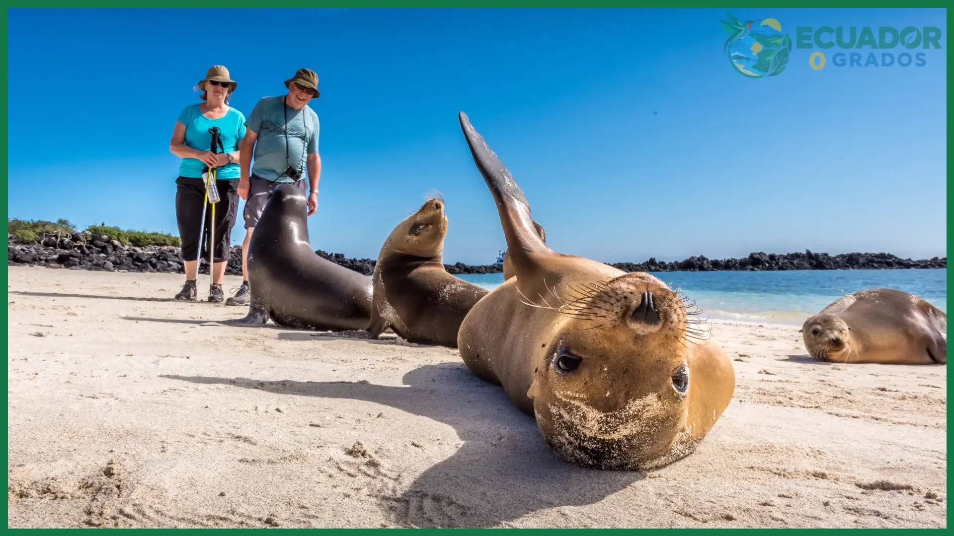Qué animales marinos se ven en Galápagos