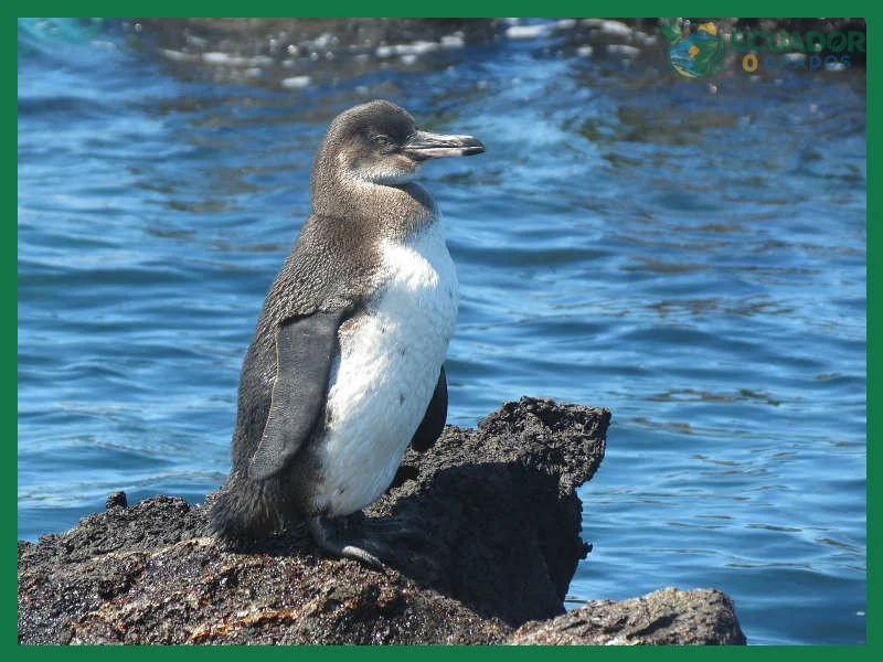 Qué animales marinos se ven en Galápagos