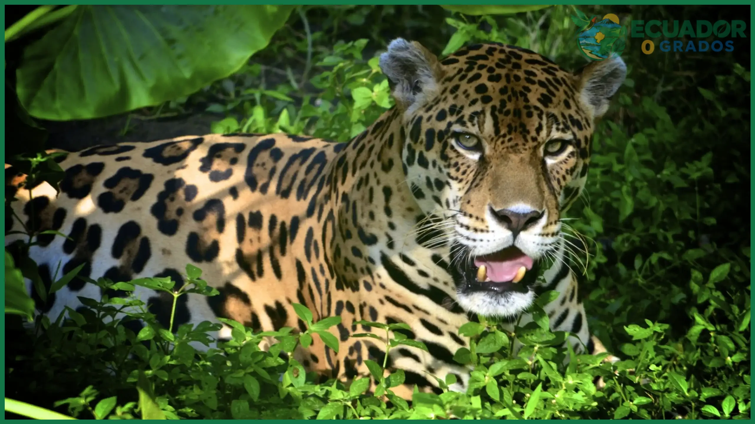 Qué animales solo existen en Ecuador