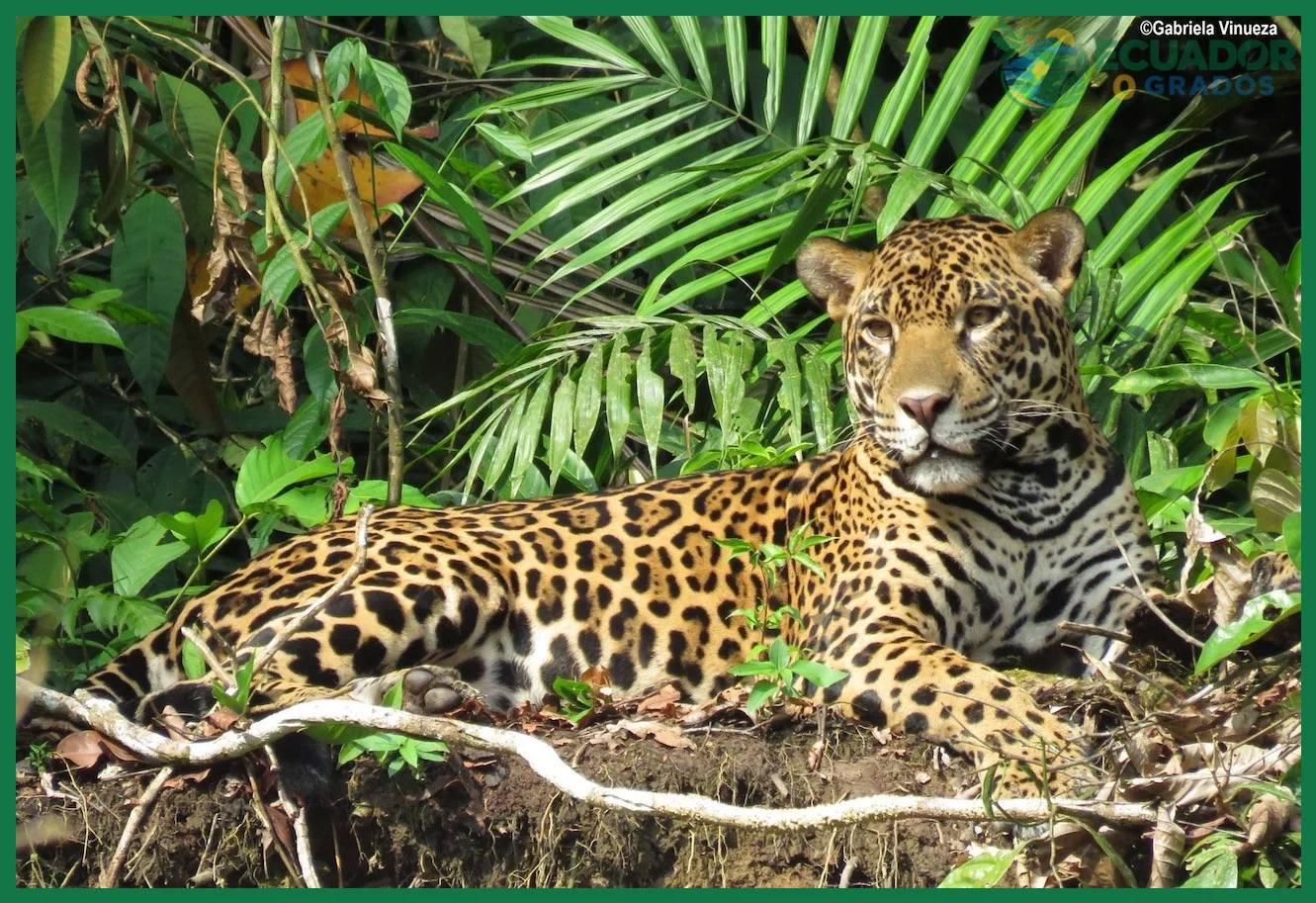 Qué animales únicos viven en la región del Chocó ecuatoriano