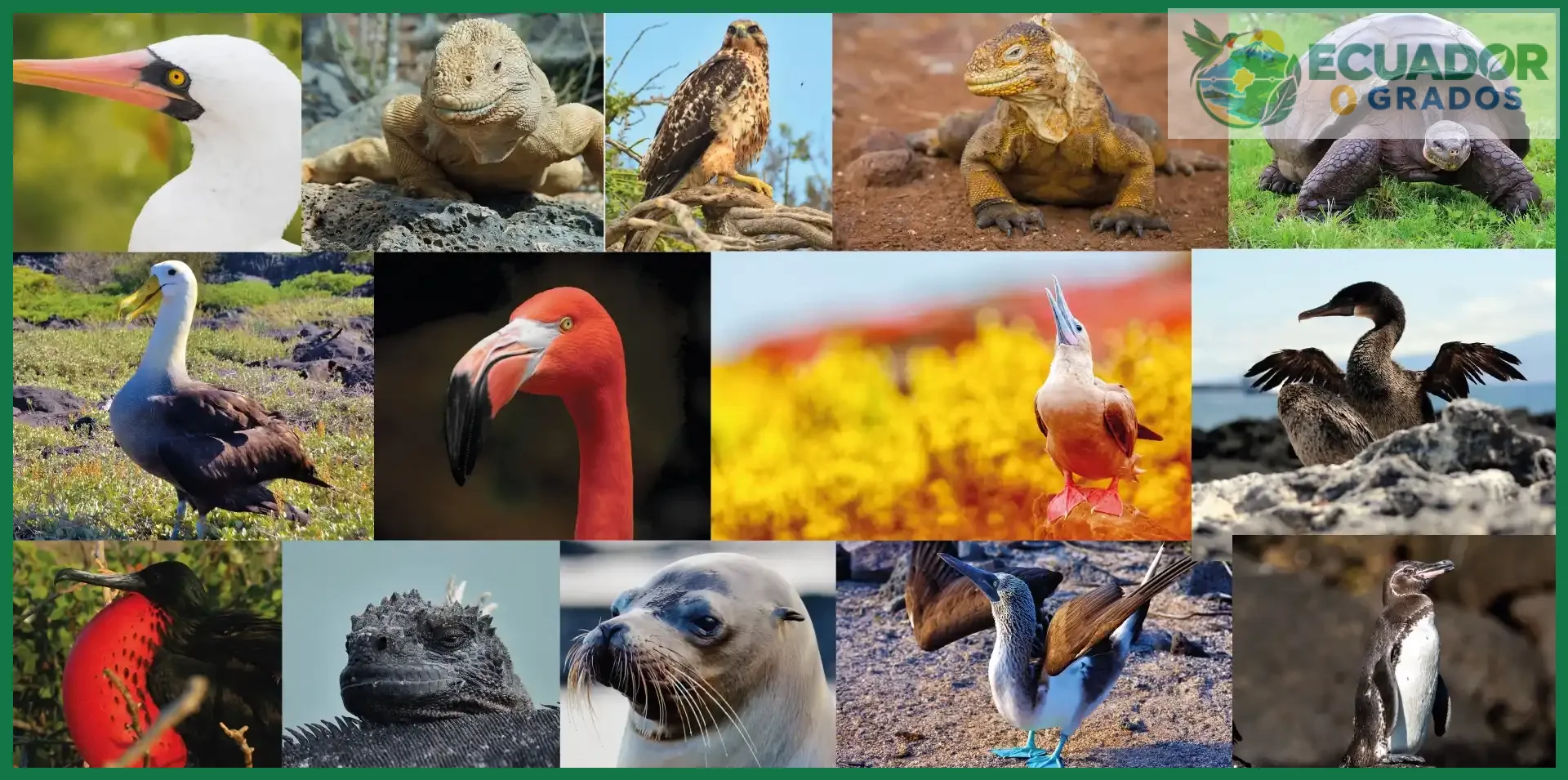 Qué animales únicos viven en las Islas Galápagos