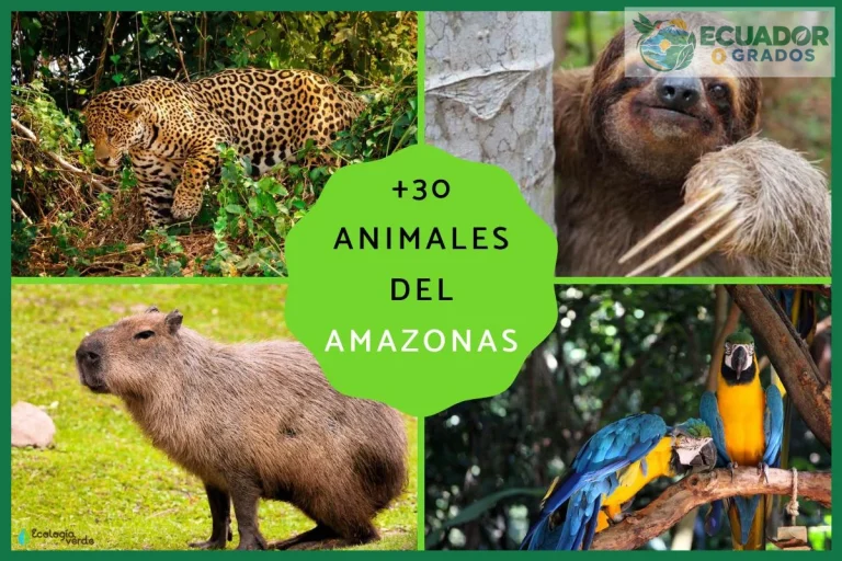 Qué animales viven en la Amazonía ecuatoriana