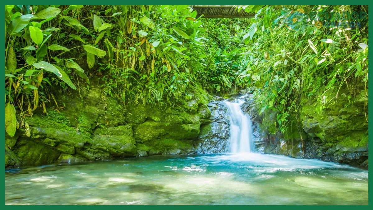 Qué atractivos y actividades ofrece el Chocó Andino, séptima reserva de biosfera