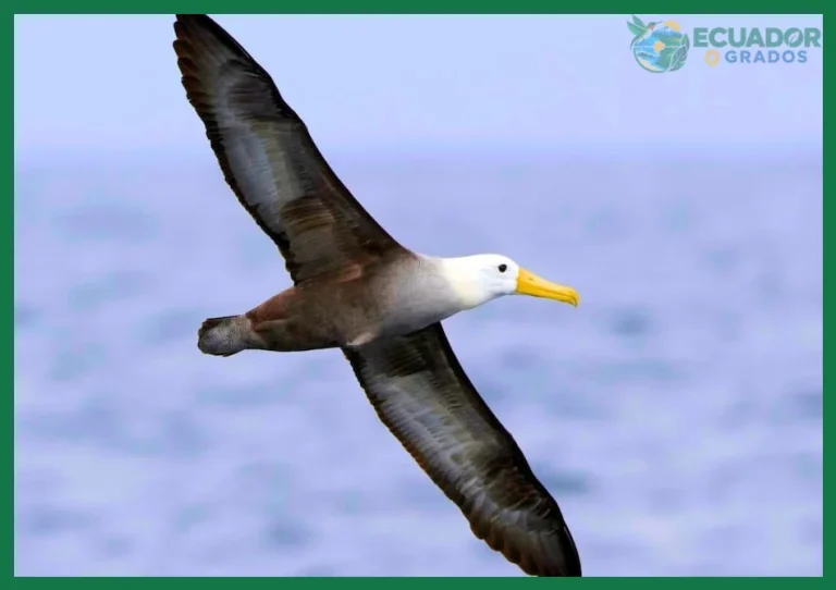 Qué aves migratorias llegan al Ecuador