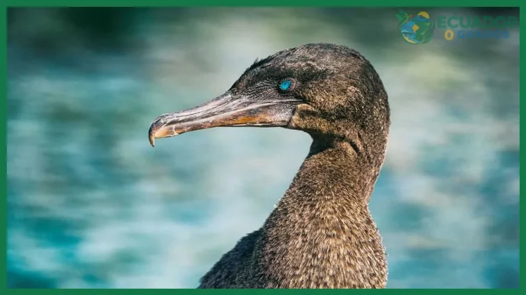 Qué aves no voladoras viven en Galápagos