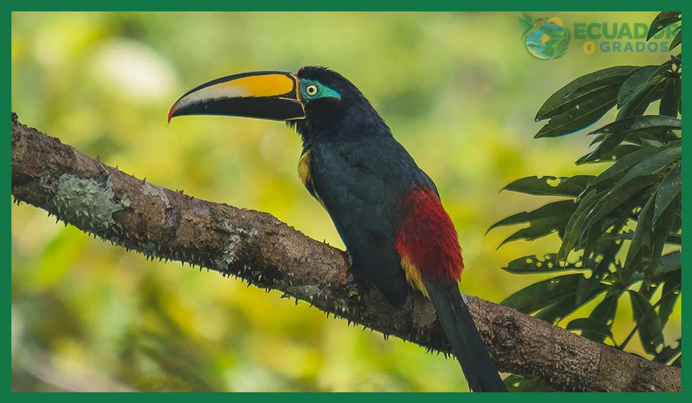 Qué aves se pueden observar en la Amazonía ecuatoriana