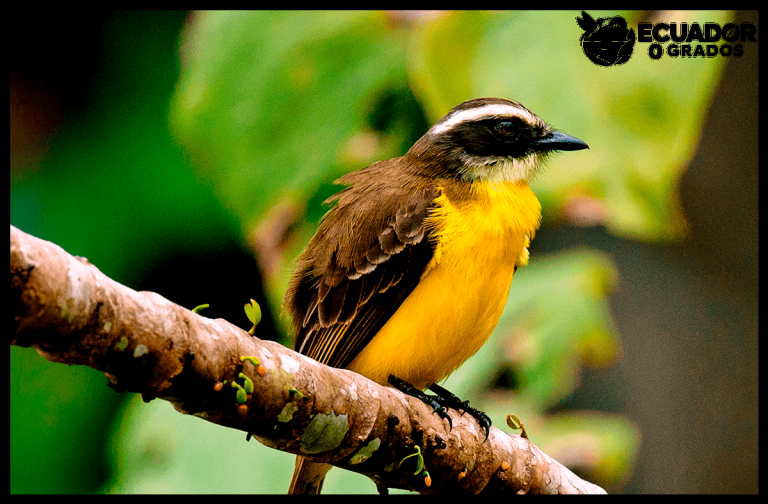 Qué aves únicas viven en la Amazonía ecuatoriana