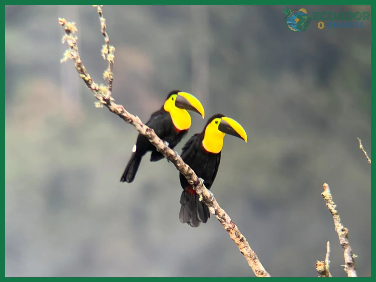 Qué combinación de regiones elegir para avistar aves endémicas en Ecuador