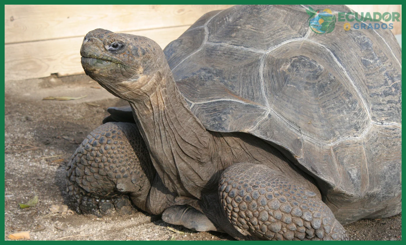 Qué comen las tortugas gigantes de Galápagos
