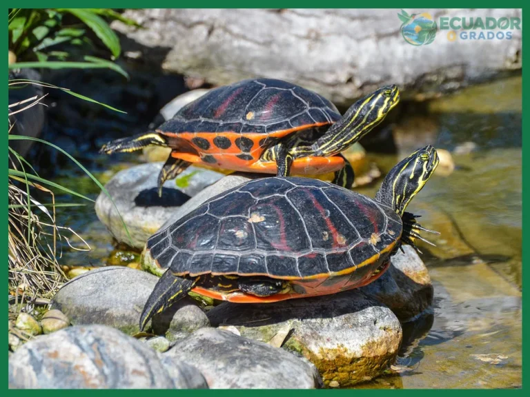 Qué comen las tortugas gigantes de Galápagos