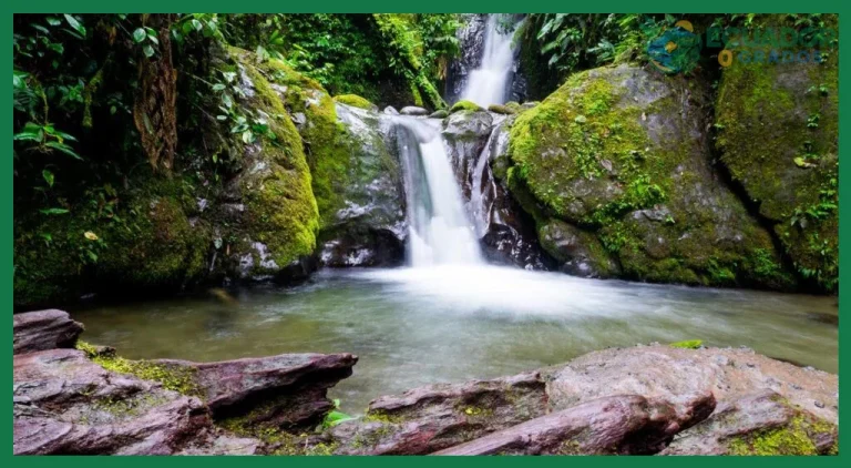Qué es el Bosque Nuboso de Mindo y qué hacer allí