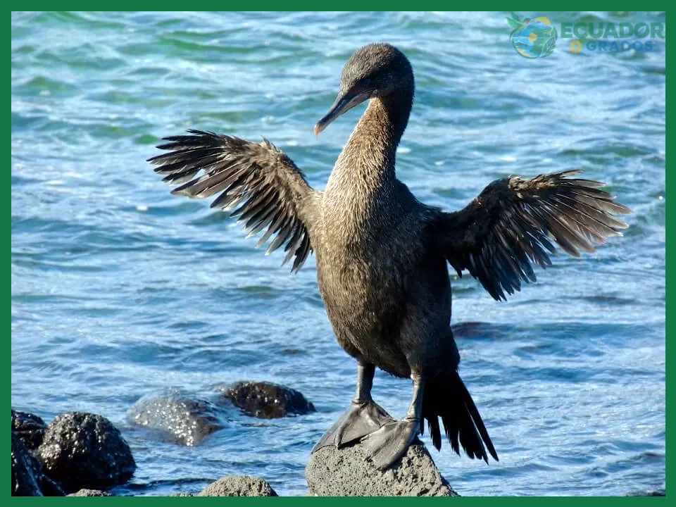 Qué es el cormorán no volador de Galápagos