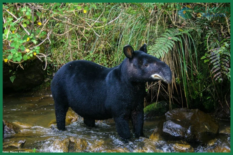 Qué es el páramo andino y qué especies lo habitan